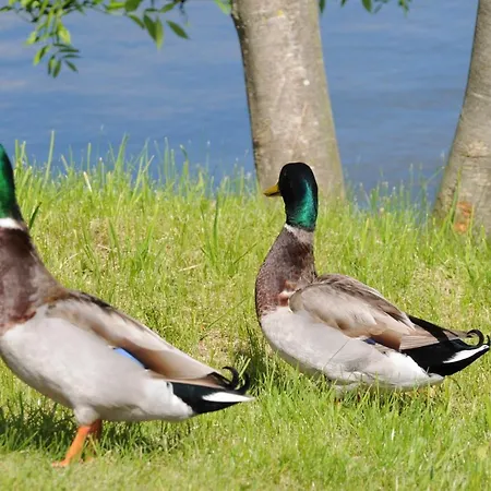 Gaestehaus Landgut Lischow Alojamento de Acomodação e Pequeno-almoço Neuburg (Mecklenburg-Vorpommern)