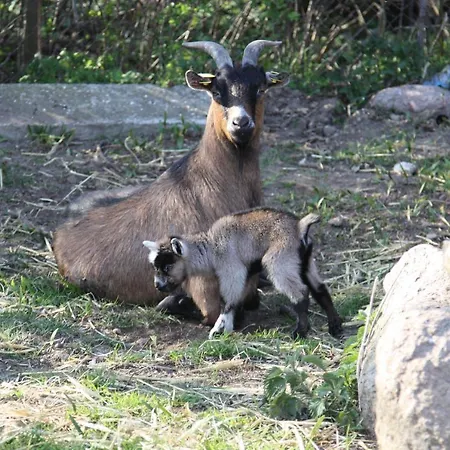 Alojamento de Acomodação e Pequeno-almoço Gaestehaus Landgut Lischow Neuburg (Mecklenburg-Vorpommern)